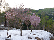 残雪に咲き誇る紅山桜